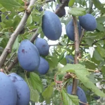 Слива ГИЛЬБЕРТ в Могилёве