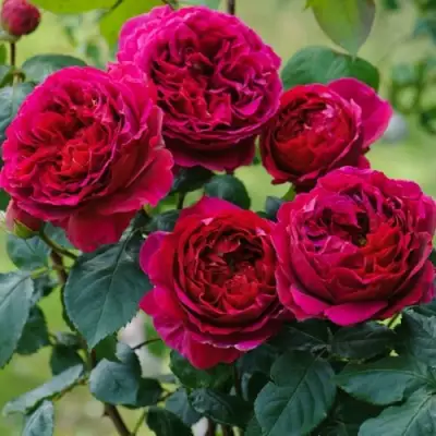 Роза КЕЙТ английская в Могилёве