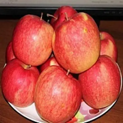 Яблоня ЛИГОЛ в Могилёве