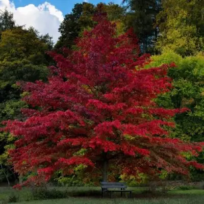 Дуб болотный в Могилёве