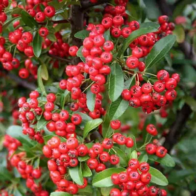 Пираканта РЕД КУИШОН в Могилёве