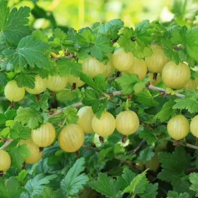 Крыжовник БЕРИЛЛ в Могилёве