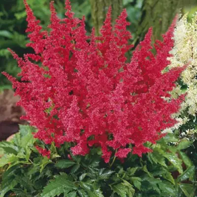 Астильба МОНТГОМЕРИ японская в Могилёве