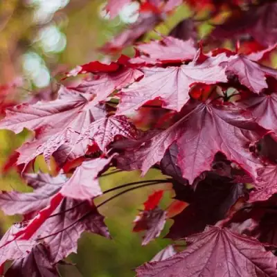 Клен РОЯЛ РЕД остролистный в Могилёве