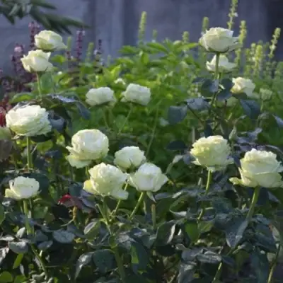 Роза ВАКАНА японская в Могилёве