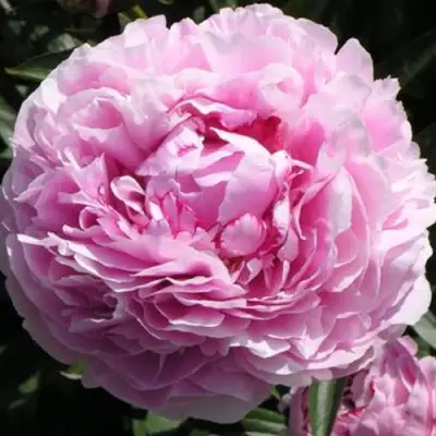 Пион ША-ЛА травянистый в Могилёве