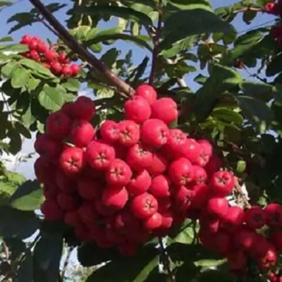 Рябина МОРАВСКАЯ сладкоплодная в Могилёве