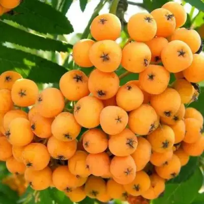 Рябина НЕВЕЖИНСКАЯ ЖЕЛТАЯ сладкоплодная в Могилёве