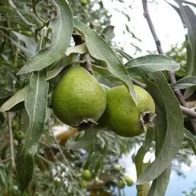 Груша ИВОЛИСТНАЯ в Могилёве