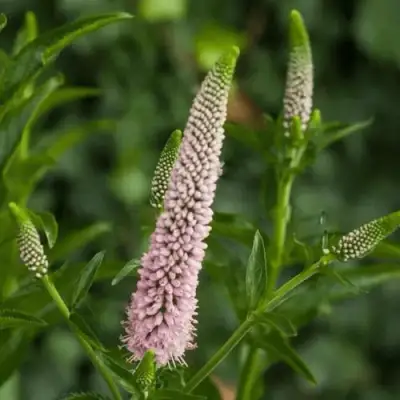 Вероника ФЕСТ ЧОЙС длиннолистная в Могилёве