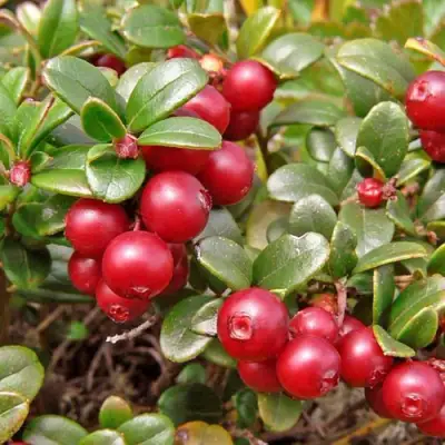 Брусника садовая АМЕРЛАНД в Могилёве