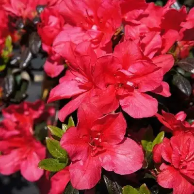 Азалия МАРУШКА японская в Могилёве