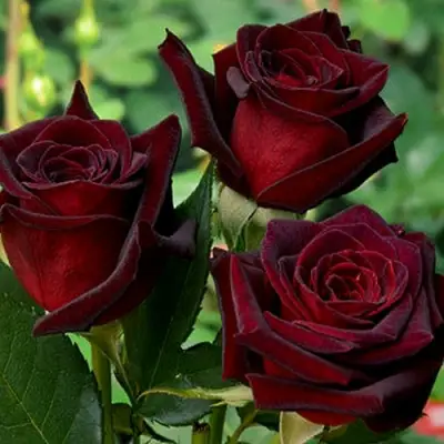 Роза ЧЕРНАЯ МАГИЯ чайно-гибридная в Могилёве