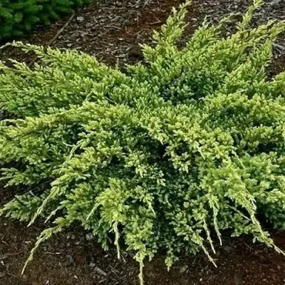 Можжевельник ДРИМ ДЖОЙ чешуйчатый в Могилёве