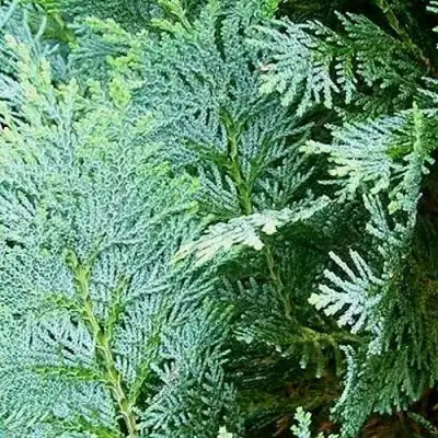 Кипарисовик КОЛУМНАРИС лавсона в Могилёве