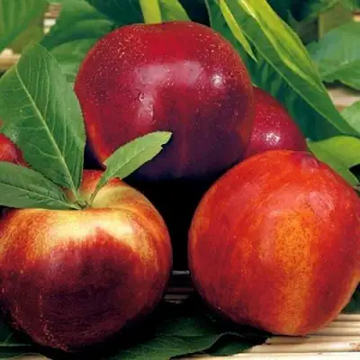 Нектарин СТАРК РЕД ГОЛД в Могилёве