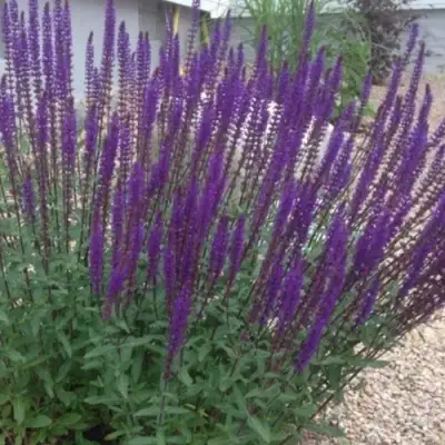 Шалфей КАРАДОНА в Могилёве