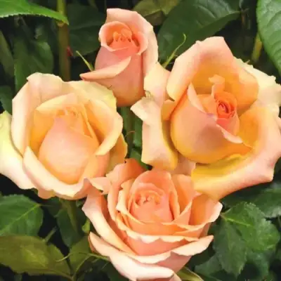 Роза ВЕРСИЛИЯ чайно-гибридная в Могилёве