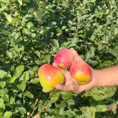 Яблоня КАНДИЛЬ БАГРЯНЫЙ в Могилёве