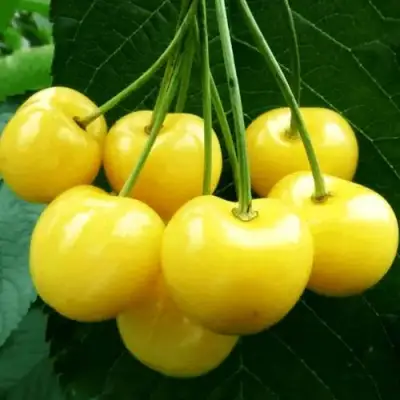 Черешня ПОДСНЕЖНИК в Могилёве