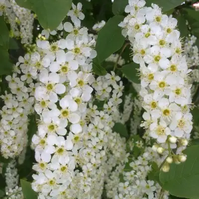 Черемуха САМОПЛОДНАЯ в Могилёве