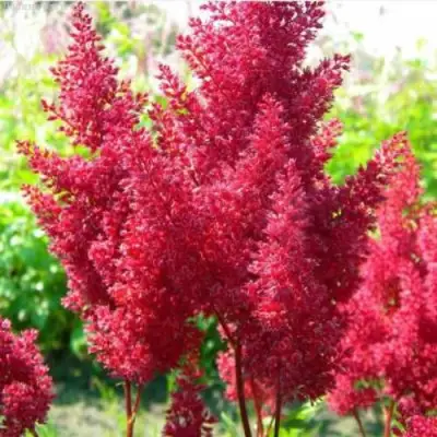 Астильба СКАЙСКРЕЙПЕР китайская в Могилёве