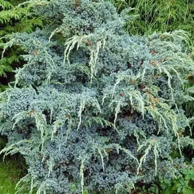Можжевельник БЛЮ АЛЬПС китайский  в Могилёве