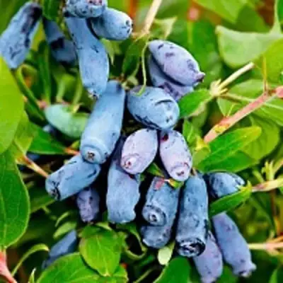 Жимолость съедобная БАКЧАРСКИЙ ВЕЛИКАН в Могилёве