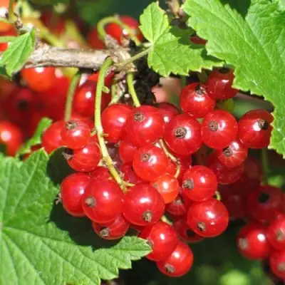 Смородина красная РАЧКОВСКАЯ в Могилёве