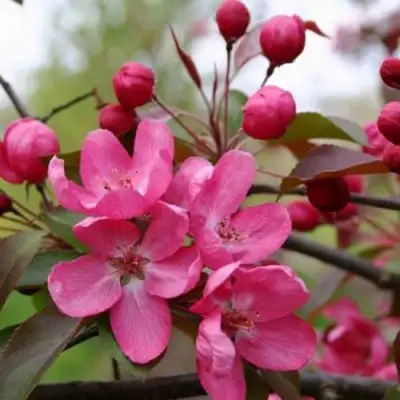 Яблоня РУДОЛЬФ декоративная  в Могилёве