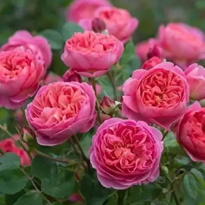 Роза БЕНДЖАМИН БРИТТЕН шраб в Могилёве