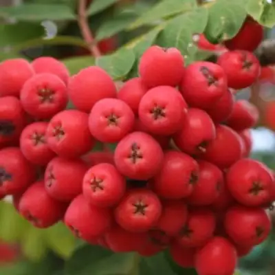 Рябина АЛАЯ КРУПНАЯ сладкоплодная в Могилёве