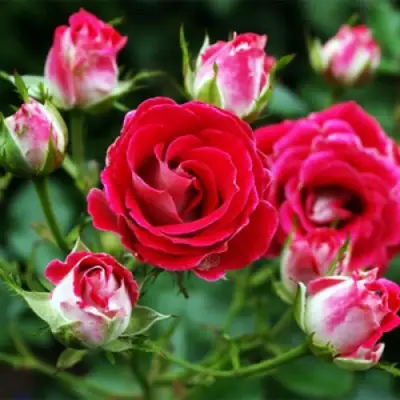 Роза ШОНЕ КОБЛЕНЦЕРИН флорибунда в Могилёве