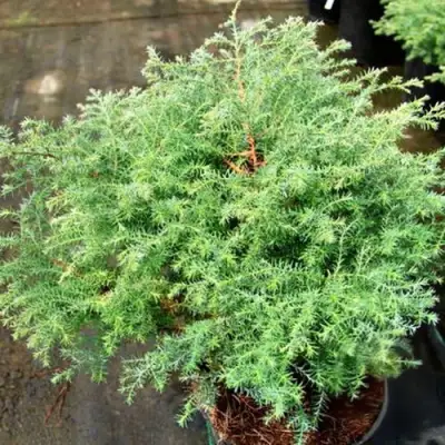 Кипарисовик СКВАРРОЗА горохоплодный в Могилёве