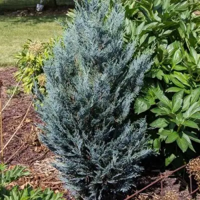 Кипарисовик ДАРТС БЛЮ РИББОН лавсона в Могилёве