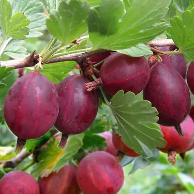 Крыжовник ХИННОМАКИ РОТ в Могилёве