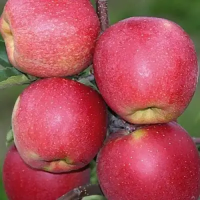 Яблоня ЧЕМПИОН в Могилёве