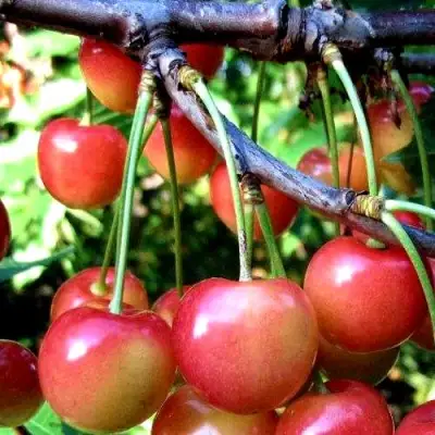 Черешня ГАСТИНЕЦ в Могилёве