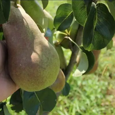 Груша БРЯНСКАЯ КРАСАВИЦА в Могилёве