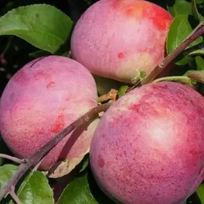 Яблоня БЕЛОРУССКОЕ МАЛИНОВОЕ в Могилёве