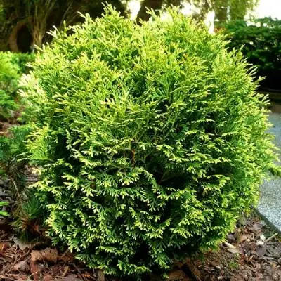 Туя ВОТЕРФИЛД западная в Могилёве