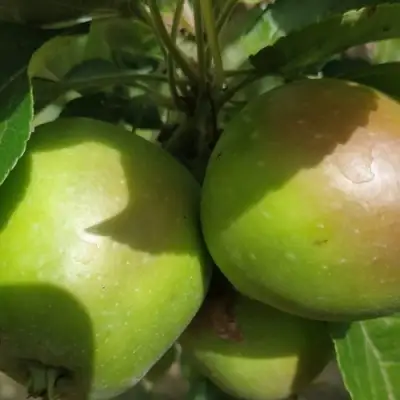 Яблоня ПАМЯТЬ СИКОРЫ в Могилёве