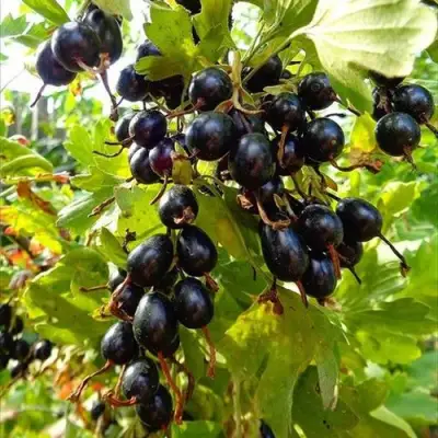 Смородина золотистая ОВАЛЬНАЯ в Могилёве