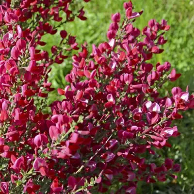 Ракитник БОСКОП РУБИ  в Могилёве