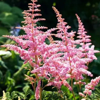 Астильба ЭДЕНС ОДИССЕЙ Арендса в Могилёве