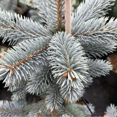 Ель РОЯЛ БЛЮ колючая  в Могилёве