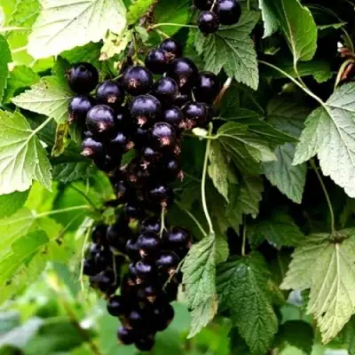 Смородина чёрная БЕЛОРУССКАЯ СЛАДКАЯ в Могилёве