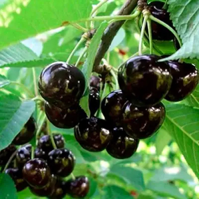 Черешня МУСКАТНАЯ в Могилёве