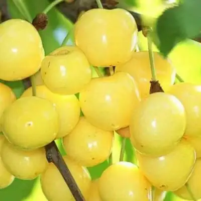 Черешня РОССОШАНСКАЯ ЗОЛОТАЯ в Могилёве