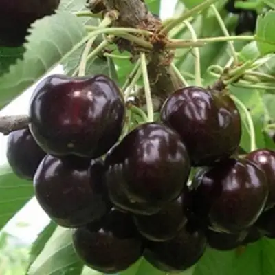 Вишня РОССОШАНСКАЯ ЧЕРНАЯ в Могилёве